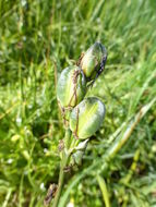 Imagem de Camassia quamash subsp. breviflora Gould