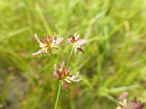 Image of Mariposa Rush