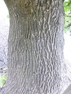 Image of Oregon Ash