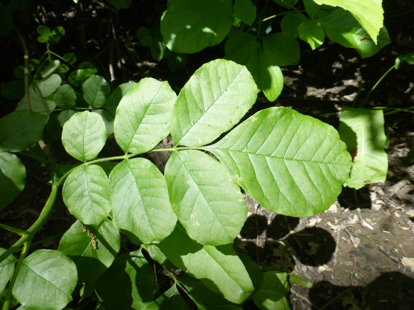 Слика од Fraxinus latifolia Benth.