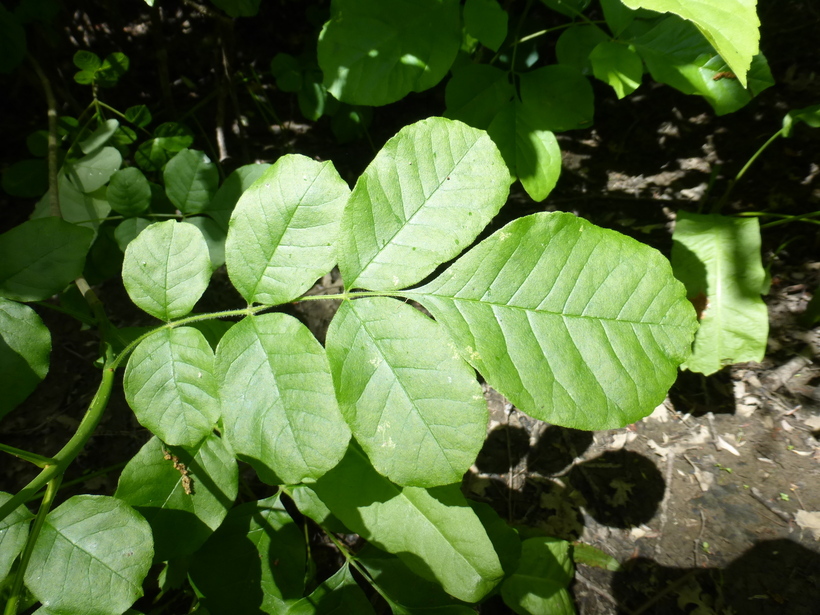 Image of Oregon Ash