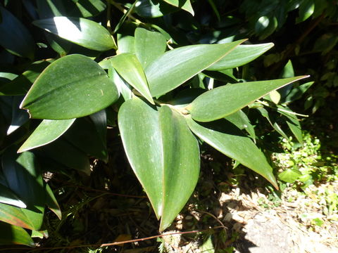 Image of Queensland Kauri Pine