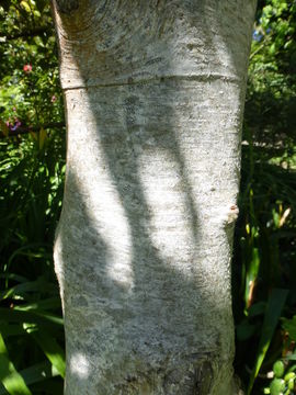 Image of Alnus hirsuta (Spach) Rupr.