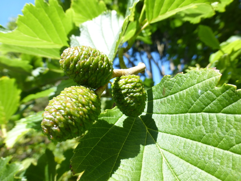 Image of Alnus hirsuta (Spach) Rupr.