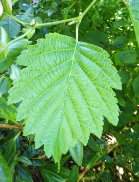 Image of Alnus hirsuta (Spach) Rupr.