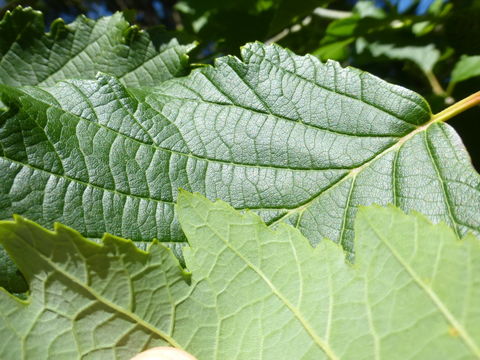 Image of Alnus hirsuta (Spach) Rupr.