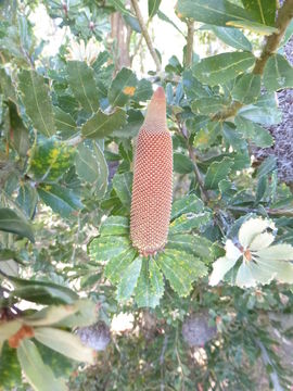 Image of cut-leaf banksia