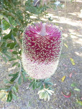 Image of cut-leaf banksia