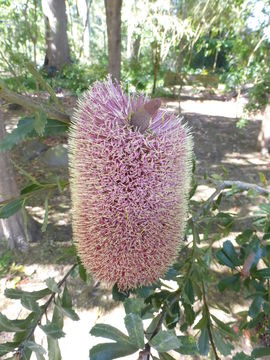 Image of cut-leaf banksia