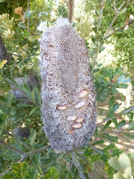 Image of cut-leaf banksia