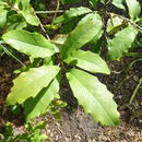 Image of Quercus polymorpha Schltdl. & Cham.