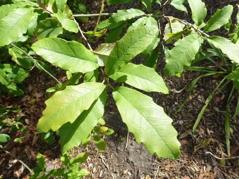 Image of netleaf white oak