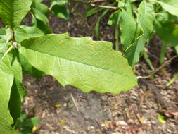 Imagem de Quercus polymorpha Schltdl. & Cham.