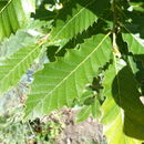 Image of Macedonian Oak