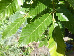 Image of Macedonian Oak