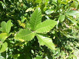 Image of Macedonian Oak