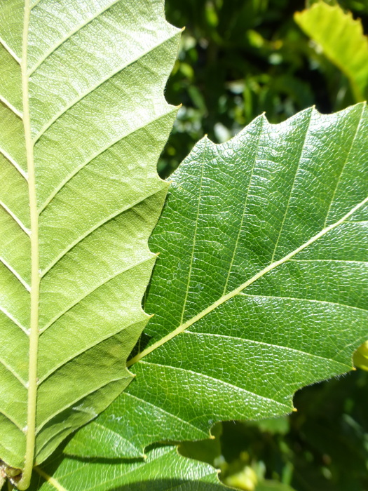 Image of Macedonian Oak