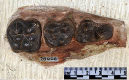 Image of <i>Archaeotherium mortoni</i>