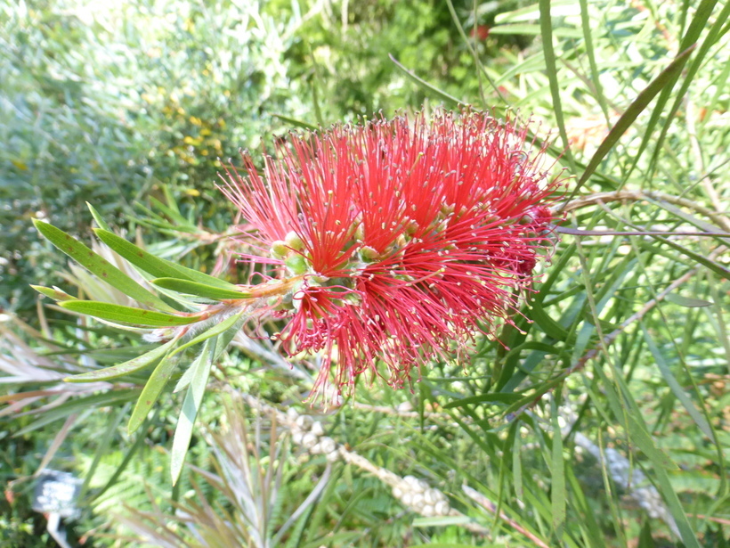 Image of bottlebrush