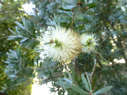 Imagem de <i>Callistemon pallidus</i>