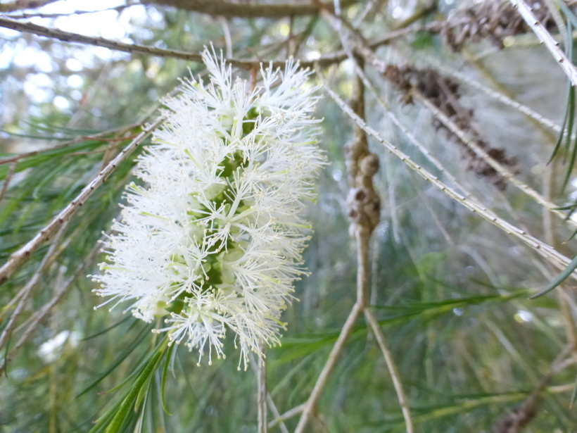 Слика од Melaleuca armillaris (Gaertner) Smith