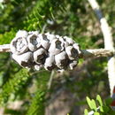 صورة Melaleuca diosmifolia Andrews