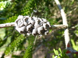 Image de Melaleuca diosmifolia Andrews