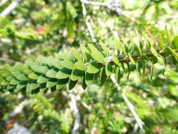 Image of dotted melaleuca