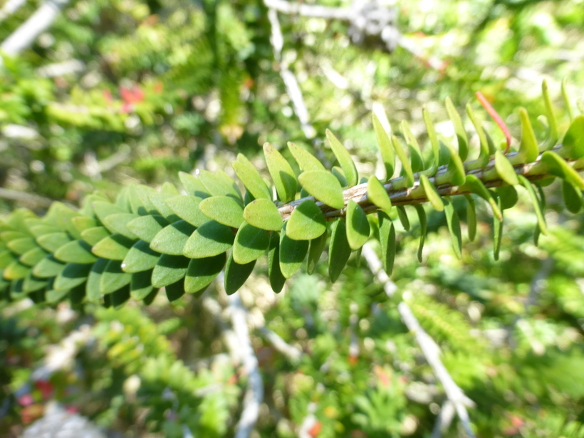 Image of dotted melaleuca