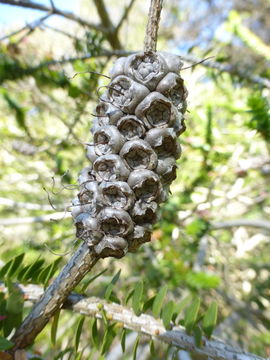 Image of dotted melaleuca