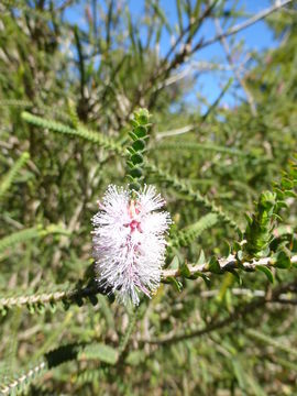 Image of Melaleuca gibbosa Labill.