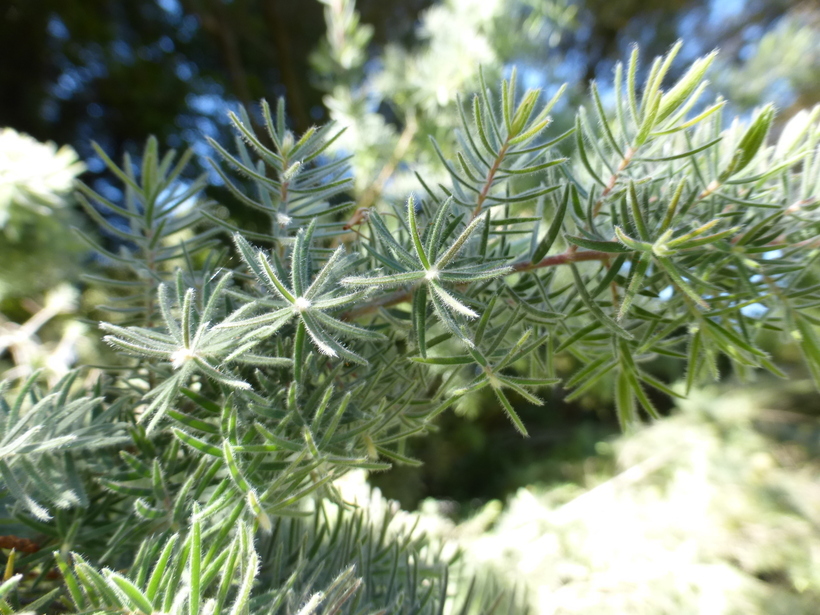 Melaleuca incana R. Br.的圖片