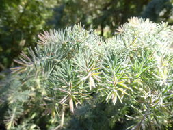 Melaleuca incana R. Br.的圖片