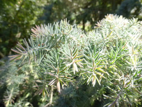 Image of gray honeymyrtle