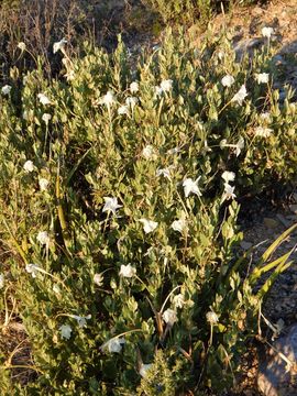 Image of plateau rocktrumpet