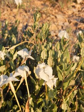 Image of plateau rocktrumpet