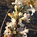 Image of Big Bend barometerbush