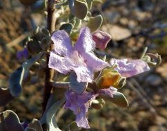 Image of Big Bend barometerbush