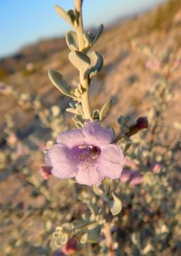 Imagem de Leucophyllum minus A. Gray