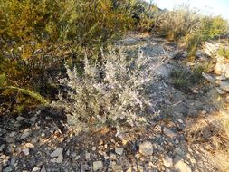 Image of Big Bend barometerbush