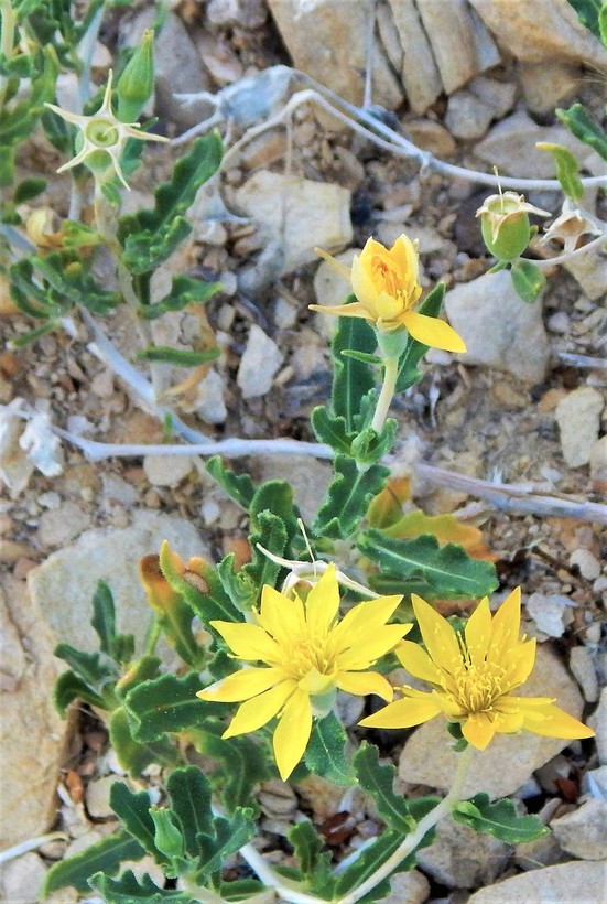 Image of Adonis blazingstar