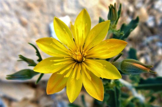 Image of Adonis blazingstar