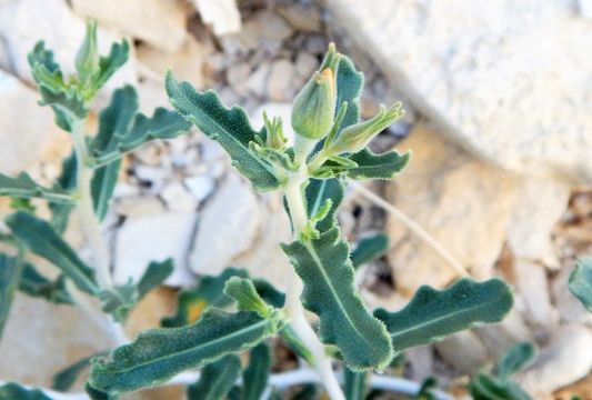 Image of Adonis blazingstar