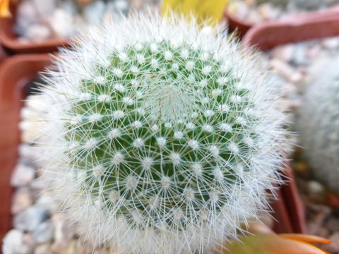 Image of <i>Rebutia muscula</i>