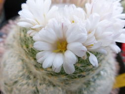 Mammillaria lenta K. Brandegee的圖片