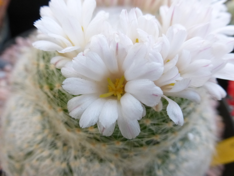 Image of Mammillaria lenta K. Brandegee