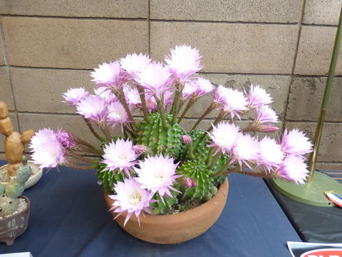 Mammillaria lenta K. Brandegee的圖片