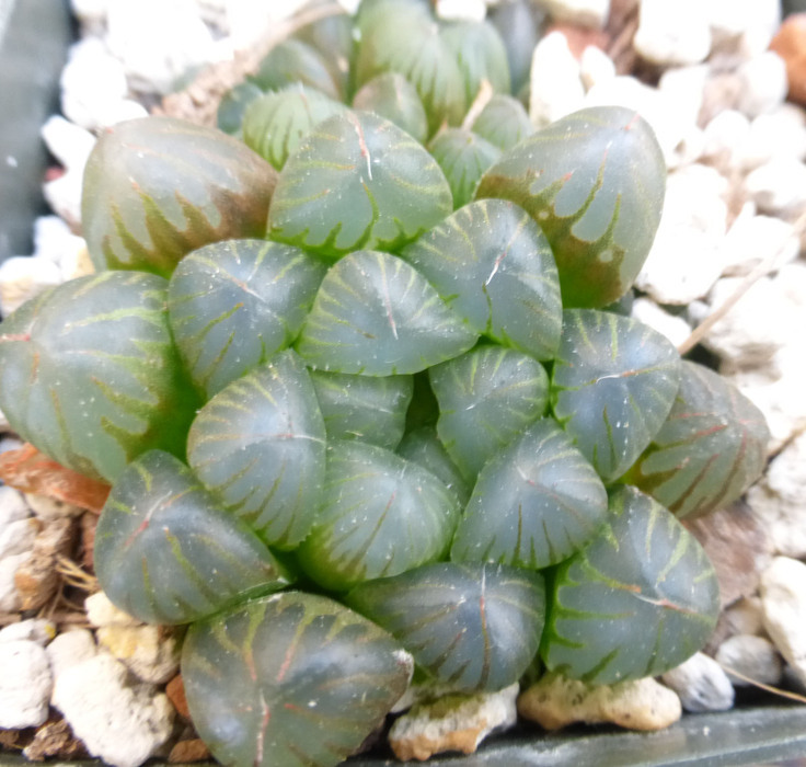 Haworthia cooperi Baker resmi