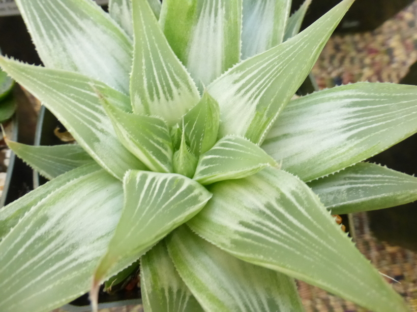 Haworthia retusa (L.) Duval resmi