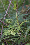 Image of rattlesnake grape-fern